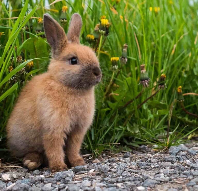 Accesorios para conejos img ppal 1(1)