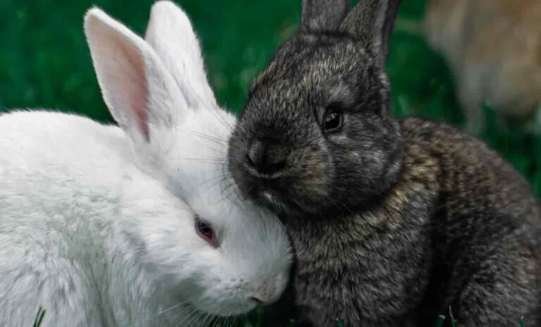 Comportamiento de los conejos en Celo img ppal