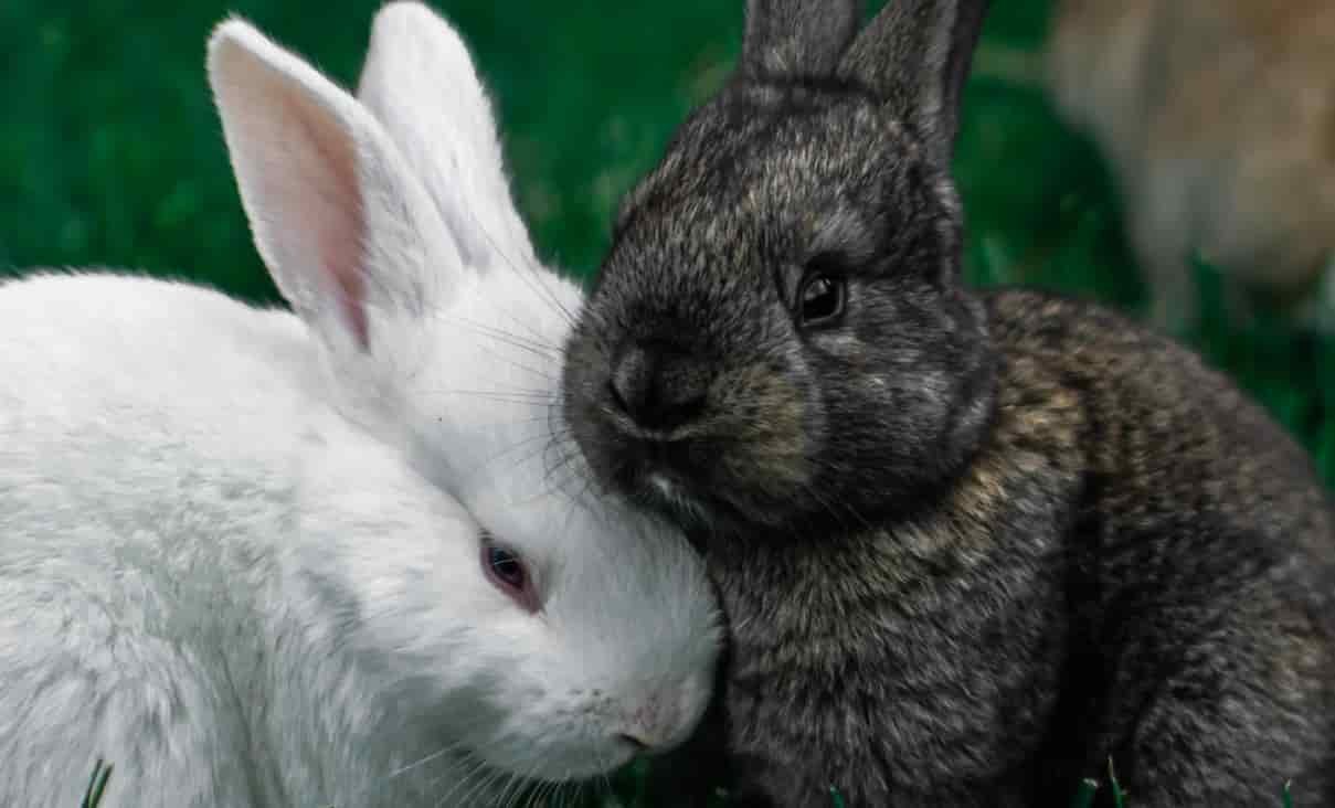 Comportamiento de los conejos en Celo img ppal