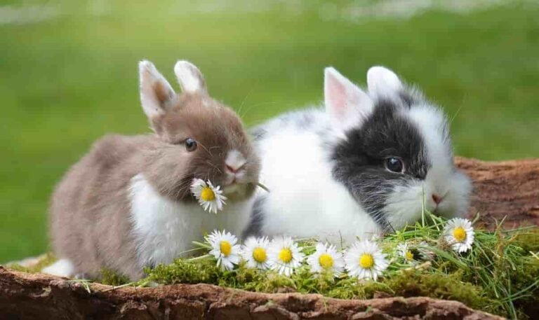 Comportamiento de los conejos enanos img ppal(1)