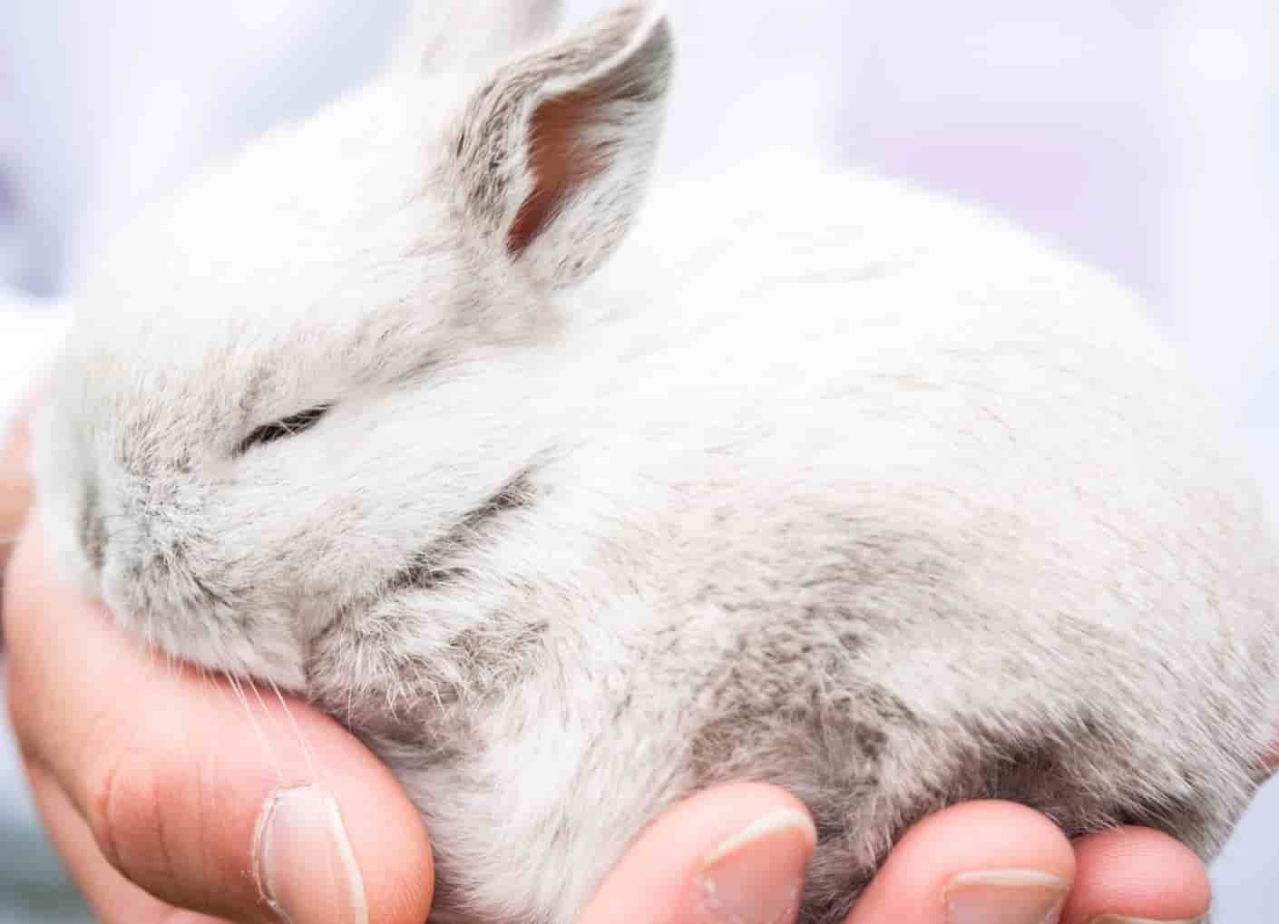 Conejos Bebes img ppal(1)