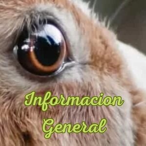 Conejos adorables menu 1