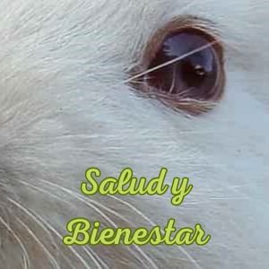 Conejos adorables menu 2