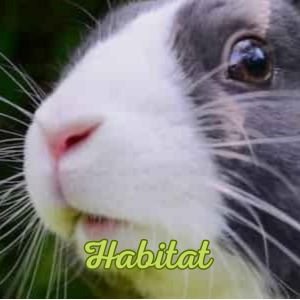 Conejos adorables menu 3