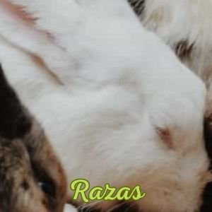 Conejos adorables menu 5