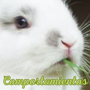 Conejos adorables menu img 4