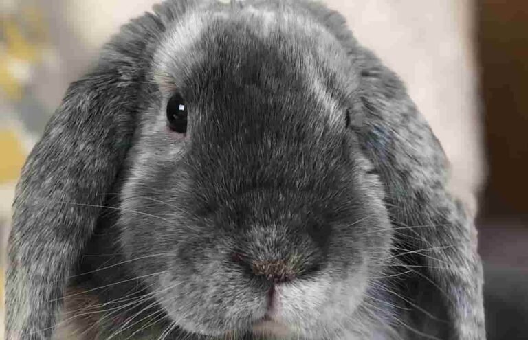 Cual es el mejor habitat para mi conejo img ppal(1)