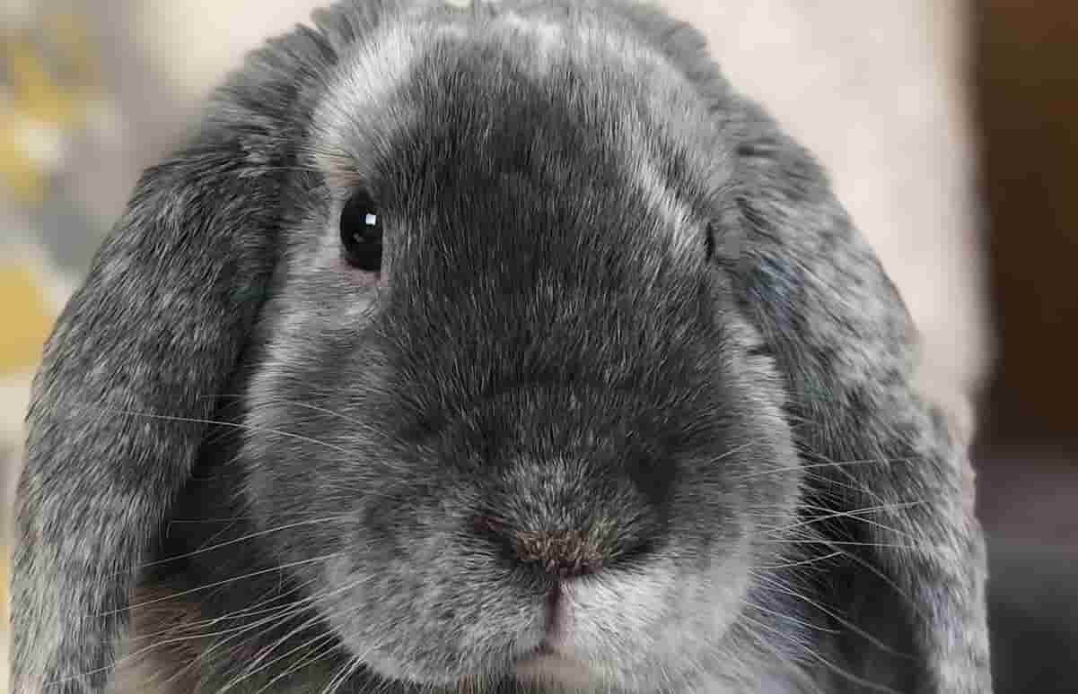 Cual es el mejor habitat para mi conejo img ppal(1)