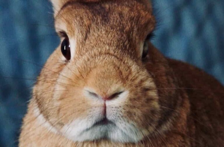 Dieta Balanceada para los Conejos img 1(1)