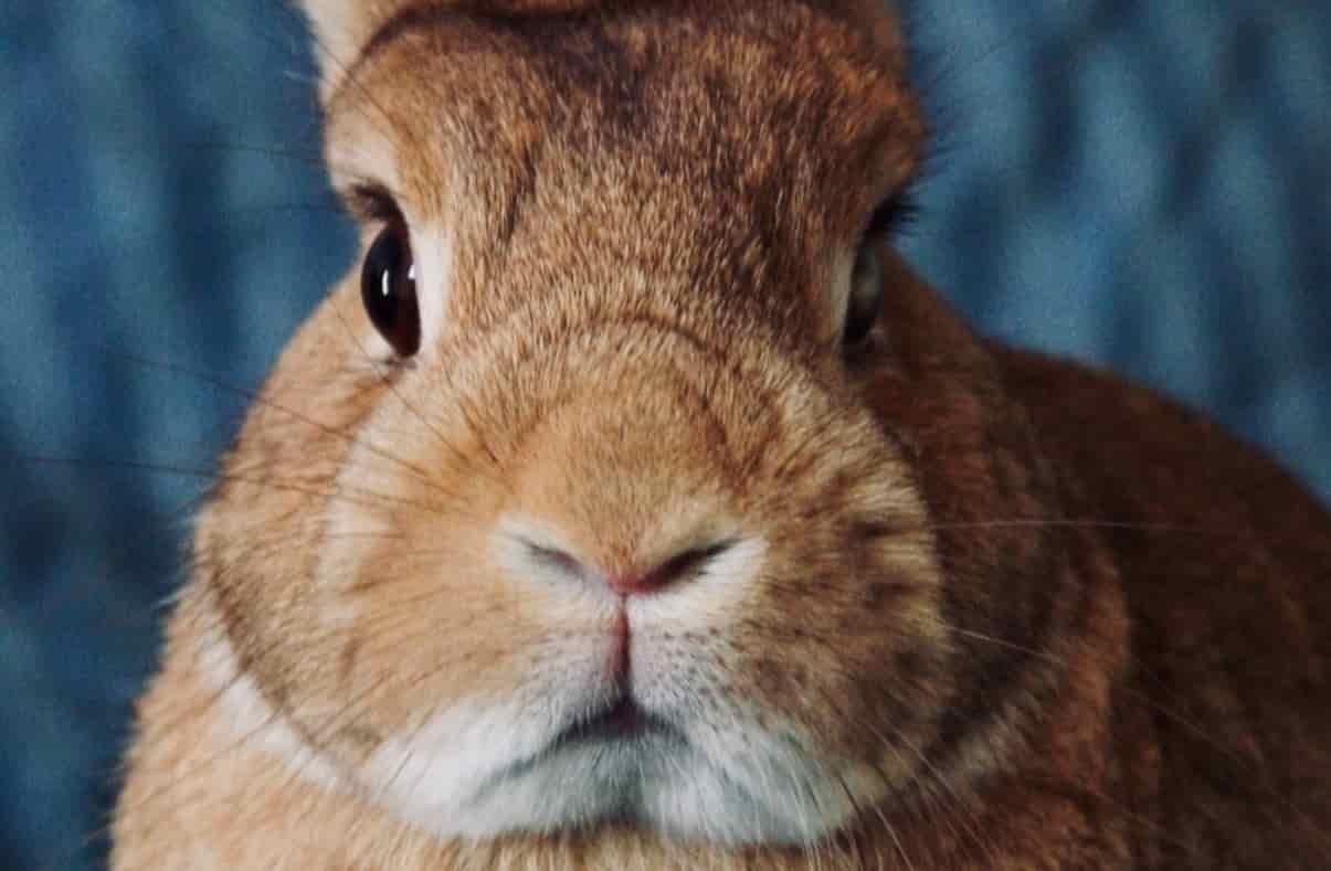 Dieta Balanceada para los Conejos img 1(1)