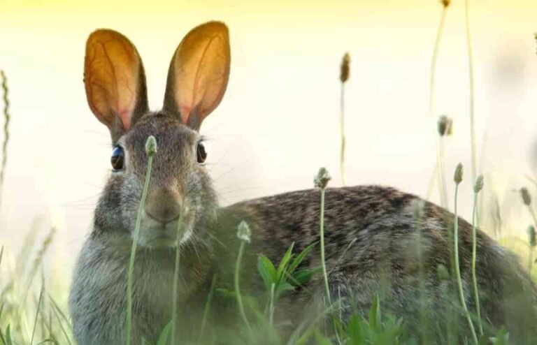 Los Conejos como mascotas img ppal 1(1)