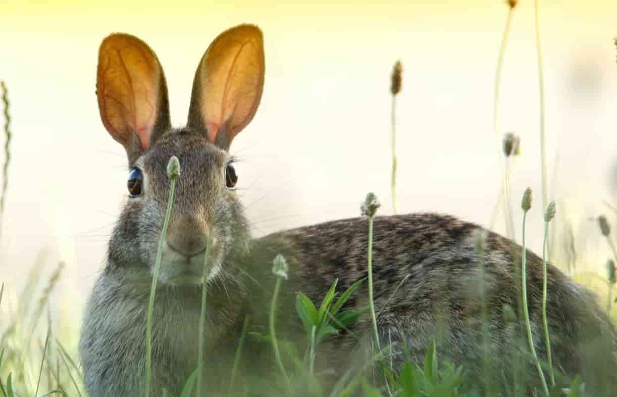 Los Conejos como mascotas img ppal 1(1)
