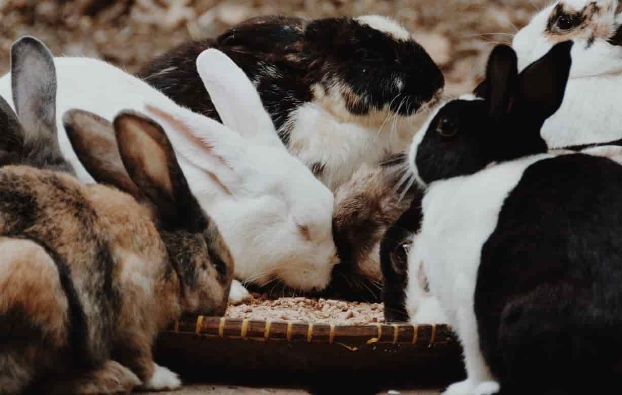 Que comen los conejos img ppal(1)