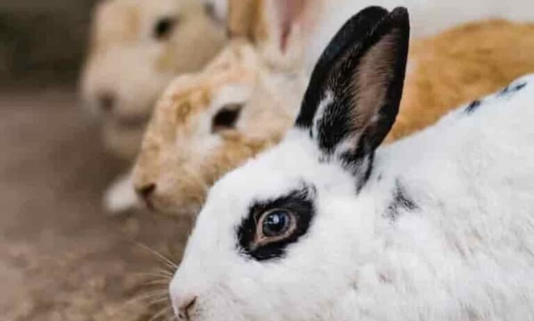 Razas de Conejos imagen ppal(1)(1)(1)