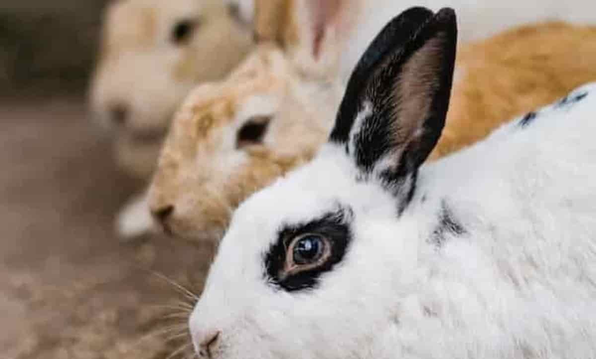 Razas de Conejos imagen ppal(1)(1)(1)