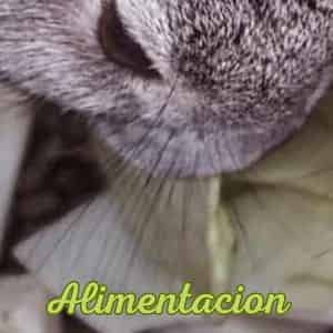 Recetas para conejos
