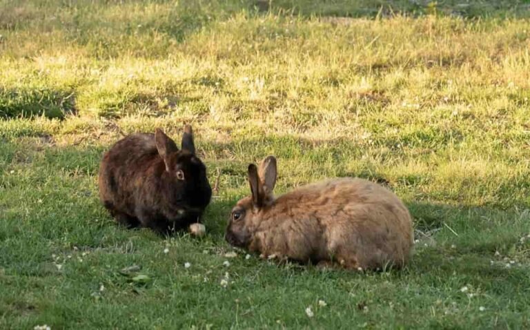 educar a un conejo img ppal(1)