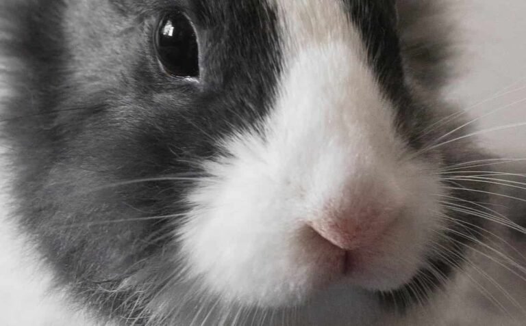 Como saber el sexo de un conejo img ppal(1)