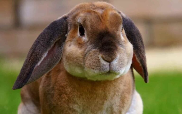 Conejos belier img ppal(1)