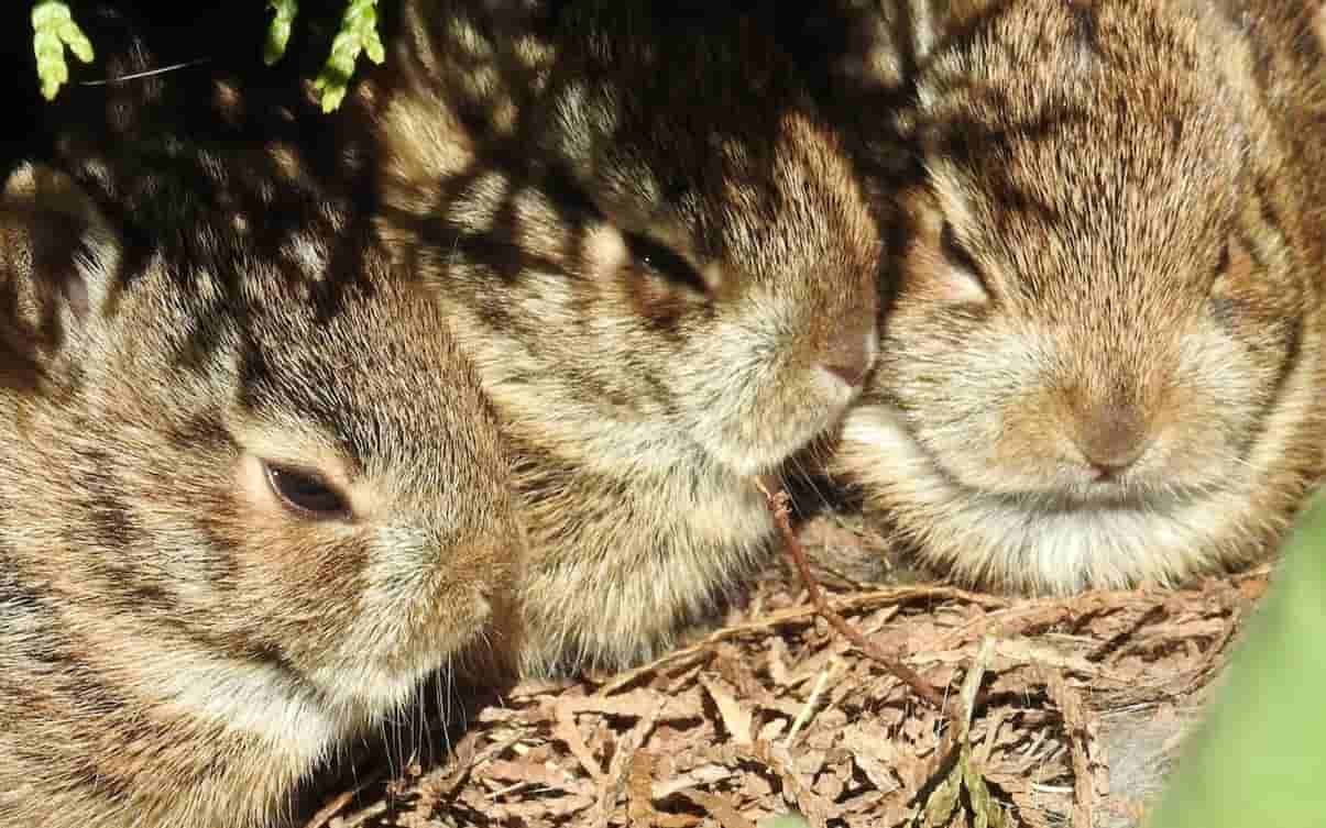Enfermedades de los conejos img ppal(1)
