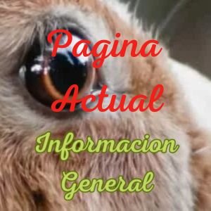 Menu informacion general pagina actual