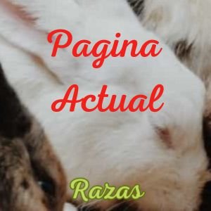 Menu razas pagina actual