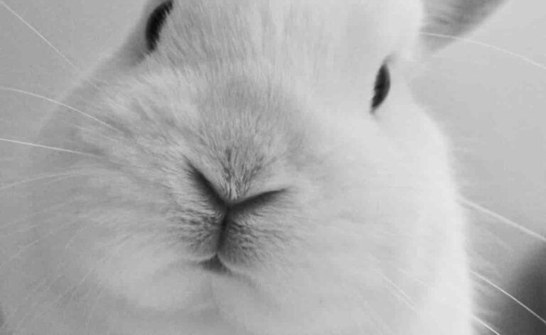 Nombres para conejos img ppal(1)