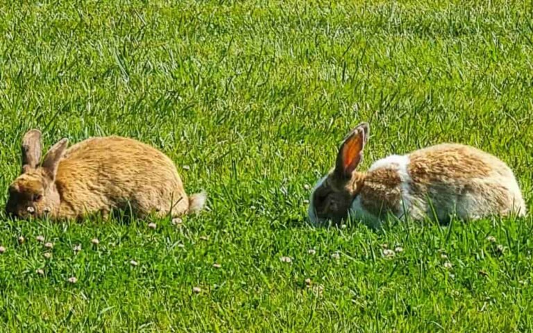 Conejos gigantes de flandes img 1