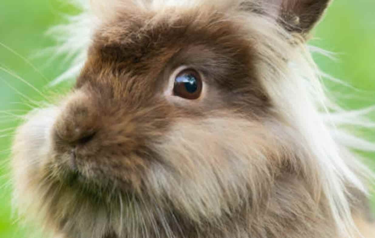 conejo cabeza de leon img ppal