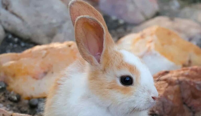 Cuidado dental de los conejos