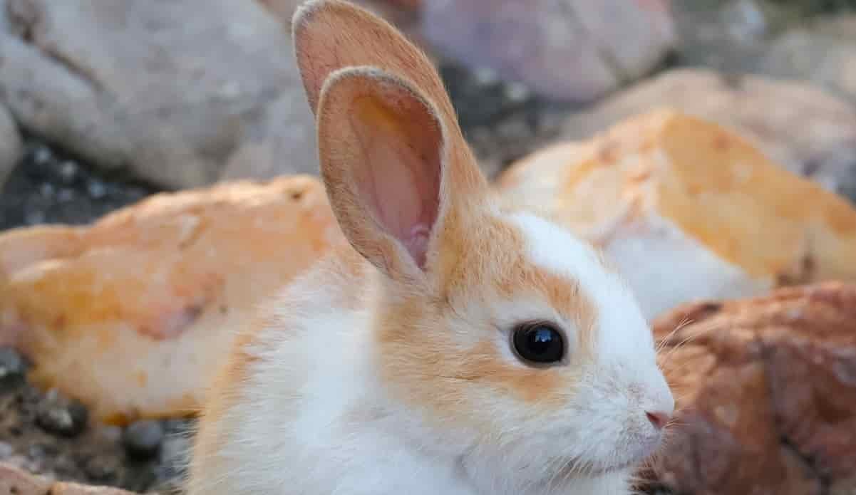 Cuidado dental de los conejos